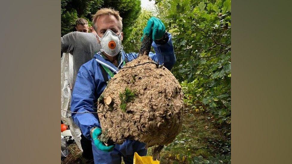 Hornet nest removal service in action