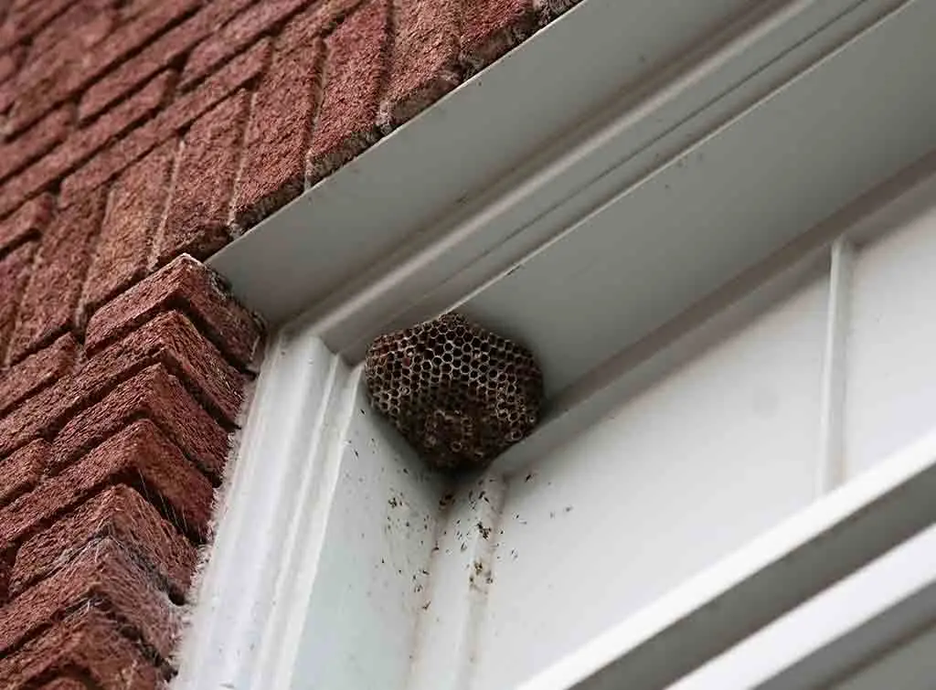 Comprehensive hornet control package