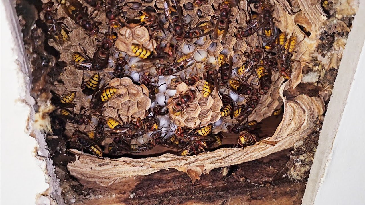 Emergency hornet removal service