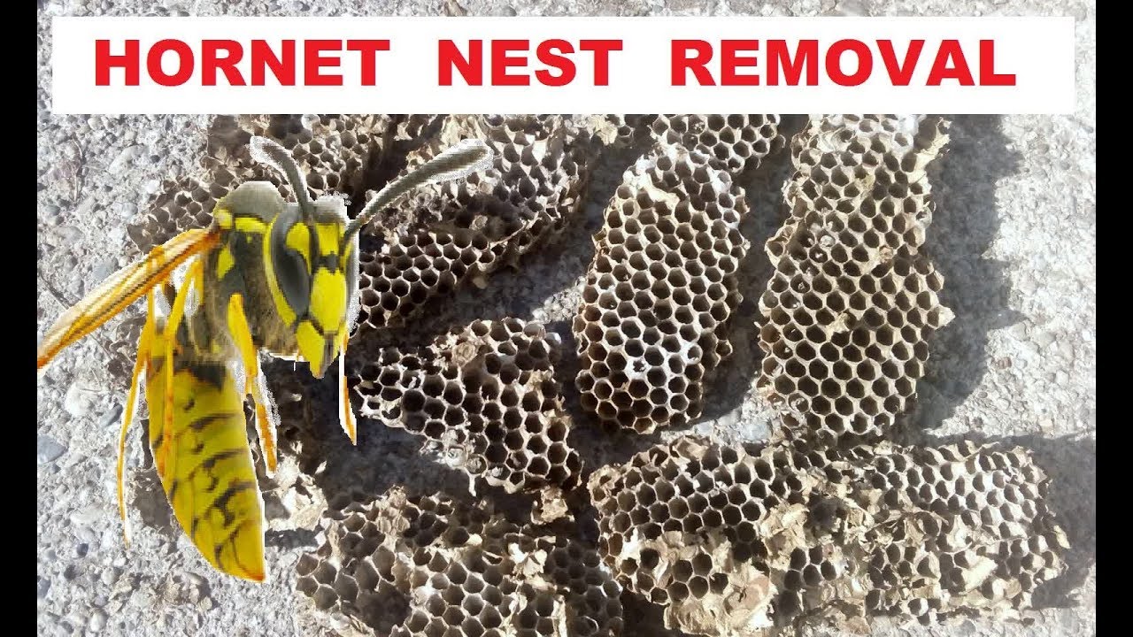 Hornet nest removal expert